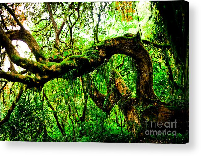 Annapurna Acrylic Print featuring the photograph Jungle forest Himalayas mountain NEPAL by Raimond Klavins