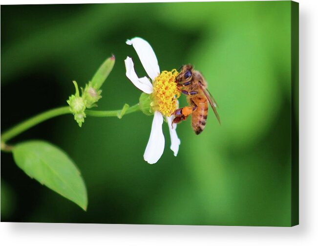 Photo For Sale Acrylic Print featuring the photograph Just a little Sip by Robert Wilder Jr