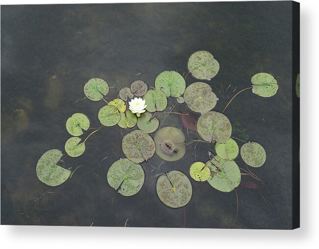 Georgia Mizuleva Acrylic Print featuring the photograph Just Chillin - A Little Turtle Relaxing on a Waterlily Leaf by Georgia Mizuleva