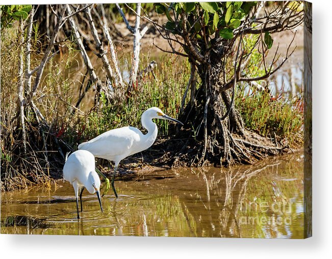 Birds Acrylic Print featuring the photograph Just chillin by Les Greenwood