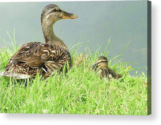 Duck Acrylic Print featuring the photograph Just Chillin' out by Martina Fagan