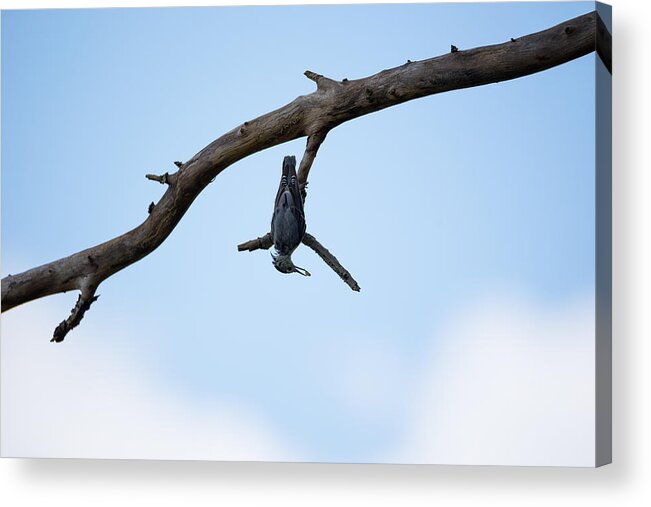 Bird Acrylic Print featuring the photograph Just Hanging Around by Holden The Moment