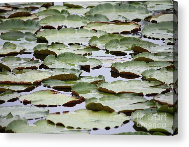Nature Acrylic Print featuring the photograph Just Lily Pads by Carol Groenen