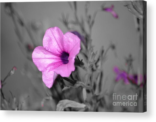 Pink Acrylic Print featuring the photograph Just Pink by Dani McEvoy
