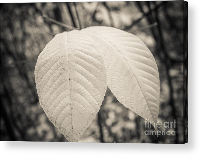 Peaceful Acrylic Print featuring the photograph Just Two Left by Ana V Ramirez