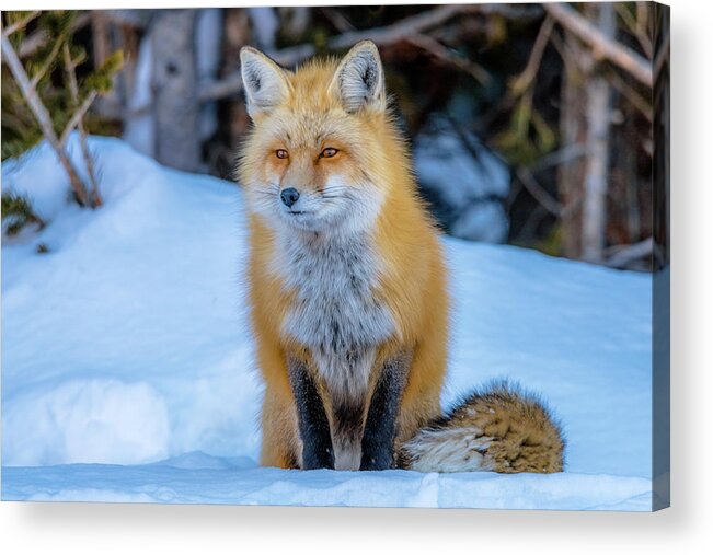 Red Fox Acrylic Print featuring the photograph Just Watching by Yeates Photography