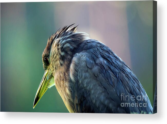 Nature Acrylic Print featuring the photograph Juvenile Black Crowned Night Heron Lost in Deep Thoughts by DB Hayes