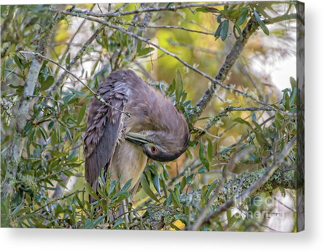 Herons Acrylic Print featuring the photograph Juvenile Black Crowned Night Heron Preening by DB Hayes