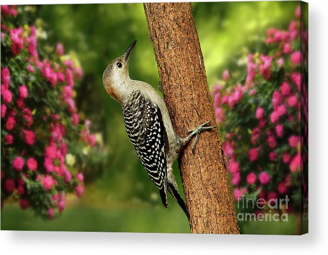 Juvenile Red Bellied Woodpecker Acrylic Print featuring the photograph Juvenile Red Bellied Woodpecker by Darren Fisher