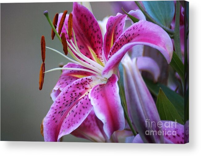 Lilly Acrylic Print featuring the photograph K and D Lilly 6 by Merle Grenz