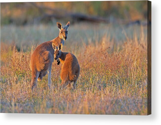 Australia Acrylic Print featuring the photograph Kangaroos by Jean-Luc Baron