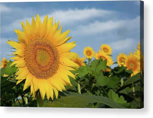 Sunflower Acrylic Print featuring the photograph Kansas Sunflower by Eilish Palmer