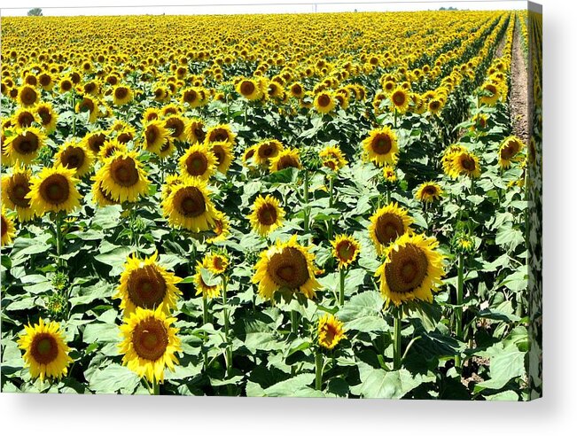 Sunflowers Acrylic Print featuring the photograph Kansas Sunflower Field by Keith Stokes