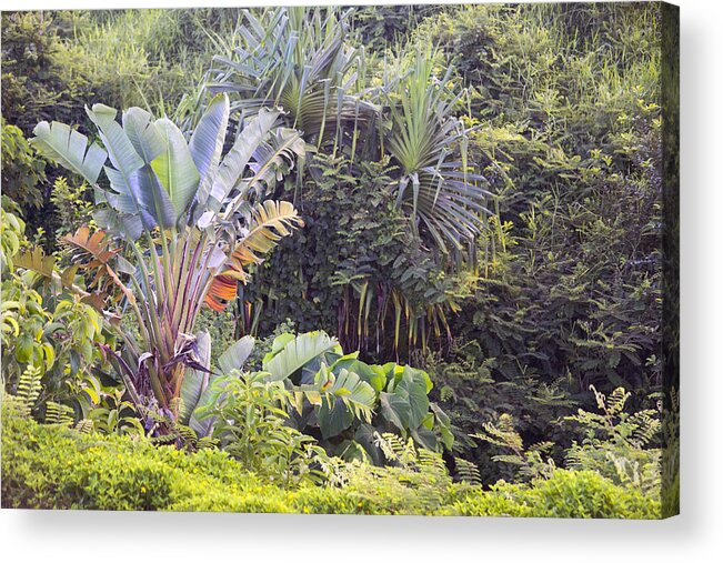 Nature Acrylic Print featuring the photograph Kauai Jungle by Frank Wilson