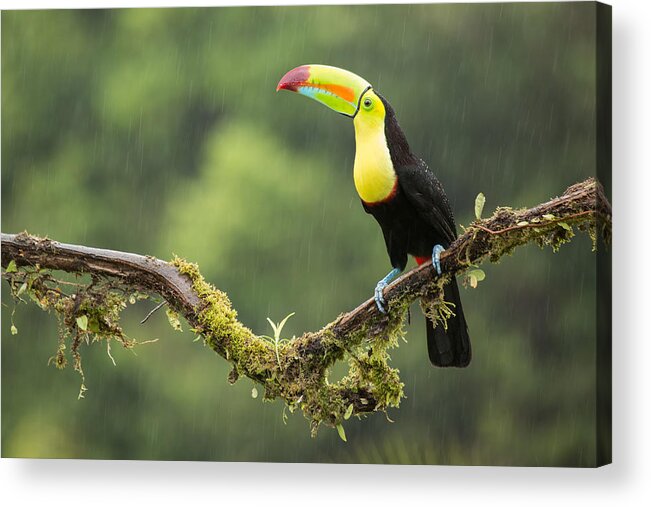 Birding Acrylic Print featuring the photograph Keel-billed Toucan perched under the rai by Chris Jimenez