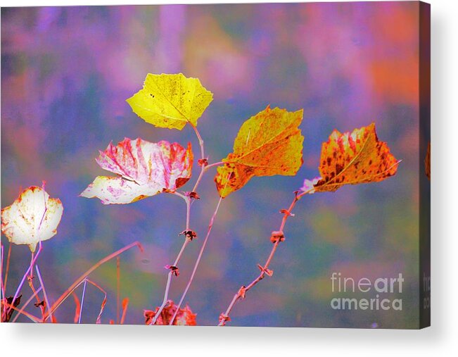 Kentucky Acrylic Print featuring the photograph Kentucky Leaves by Merle Grenz
