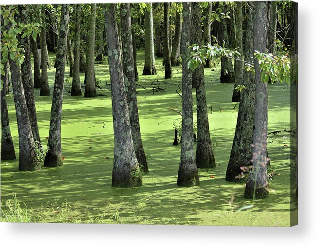 Hollow Acrylic Print featuring the photograph Kentucky Swamp by Kathy Kelly