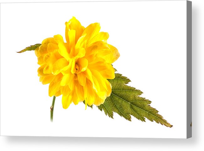 Flower Acrylic Print featuring the photograph Kerria Japonica 'Pleniflora' by John Paul Cullen