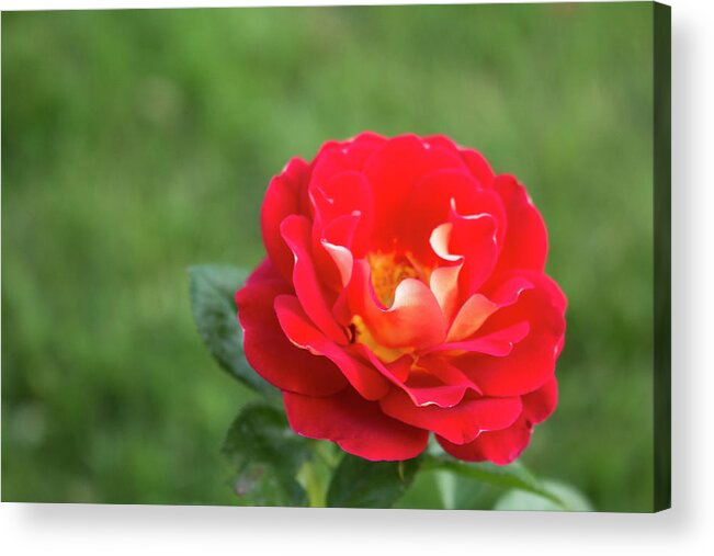 Close-up Acrylic Print featuring the photograph Ketchup and Mustard Rose by K Bradley Washburn