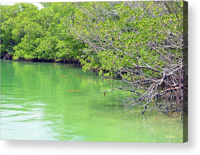 Delray Acrylic Print featuring the photograph Key Biscayne Mangroves by Ken Figurski
