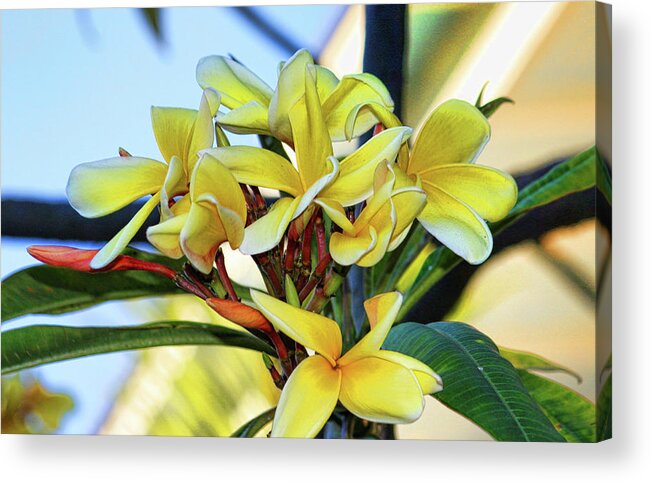Nature Acrylic Print featuring the photograph Key West Plumeria by Joetta West