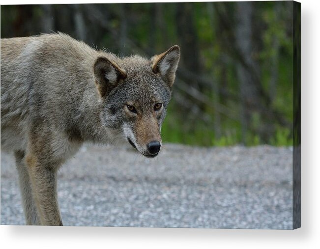 Coyote Acrylic Print featuring the photograph Killarney Coyote by David Porteus