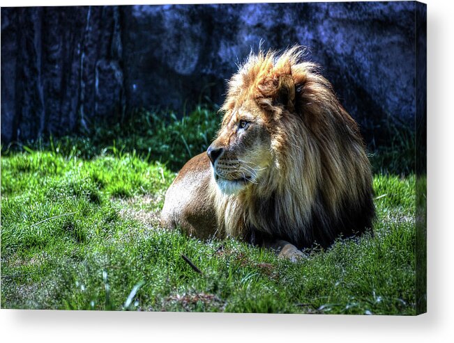 Lion Acrylic Print featuring the photograph King chillin by Ronda Ryan