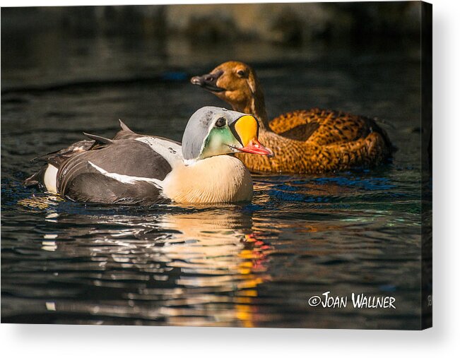 Alaska Acrylic Print featuring the photograph King Eider with his gal by Joan Wallner