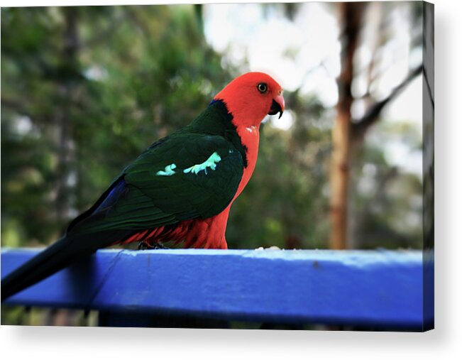 King Parrot Acrylic Print featuring the photograph King of the Parrots by Douglas Barnard