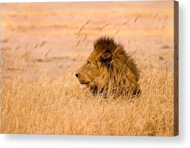 3scape Acrylic Print featuring the photograph King of The Pride by Adam Romanowicz