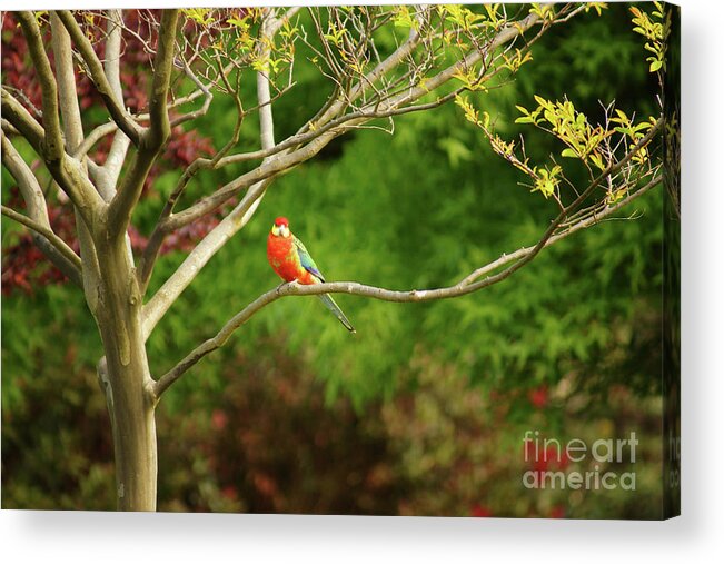 King Parrot Acrylic Print featuring the photograph King Parrot by Cassandra Buckley