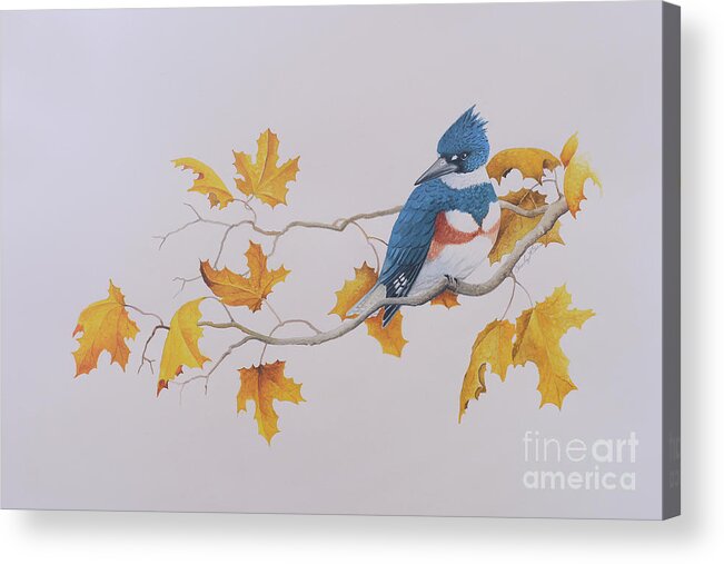 Bird Acrylic Print featuring the painting Kingfisher by Charles Owens
