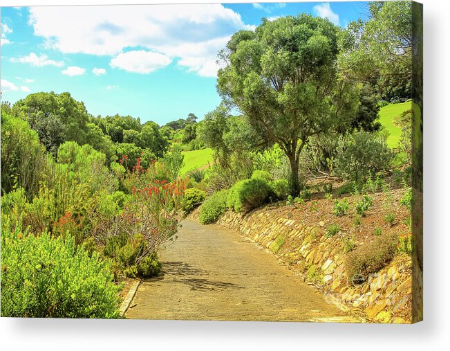 Cape Town Acrylic Print featuring the photograph Kirstenbosch in Cape Town by Benny Marty
