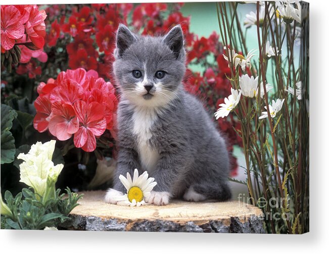 Cat Acrylic Print featuring the photograph Kitten Playing With Flower by Rolf Kopfle