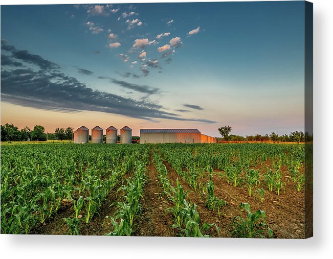 Ruralscape Acrylic Print featuring the photograph Knee High Sweet Corn by Steven Sparks