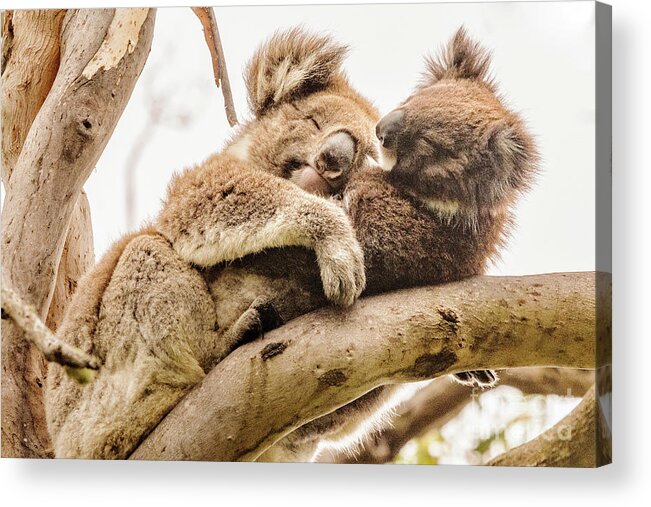 Koala Acrylic Print featuring the photograph Koala 5 by Werner Padarin