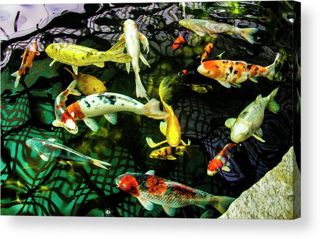 Koi Acrylic Print featuring the photograph Koi 2018 1 by Phyllis Spoor