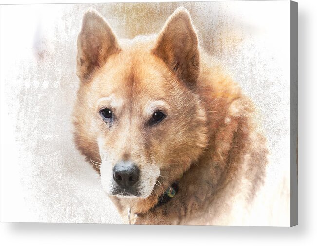 Jindo Acrylic Print featuring the photograph Korean Jindo Portrait by Eleanor Abramson