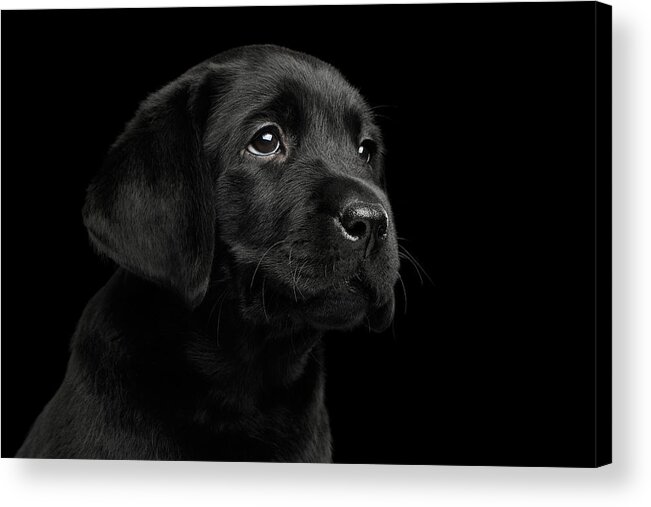 Puppy Acrylic Print featuring the photograph Labrador Retriever puppy isolated on black background by Sergey Taran