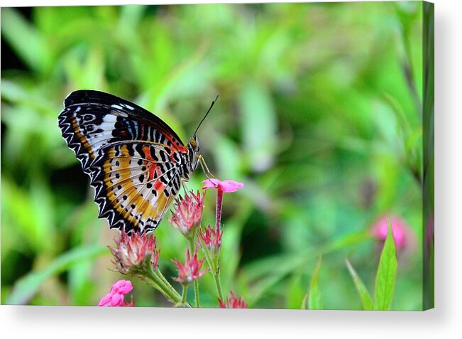 Butterfly Acrylic Print featuring the photograph Lace Wing Butterfly by Corinne Rhode
