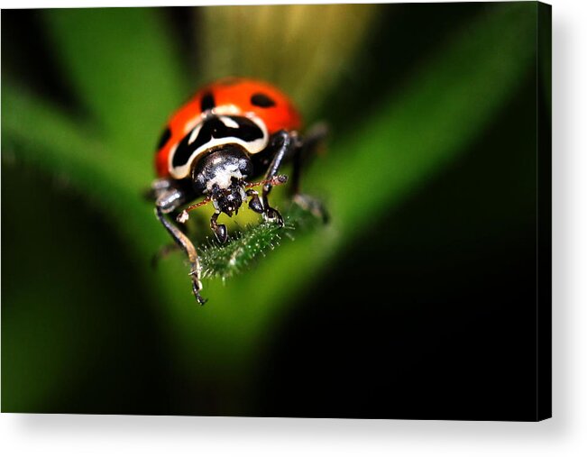 Lady Bug Acrylic Print featuring the photograph Lady Bug 2 by Darcy Dietrich
