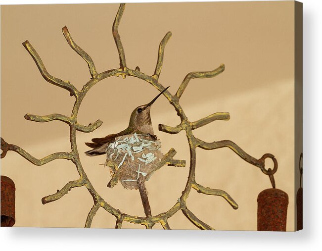 Lady Hummingbird On Her Nest Acrylic Print featuring the photograph Lady Hummingbird on Her Nest by Bonnie Follett