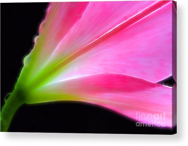 Lily Acrylic Print featuring the photograph Lady Lily by Krissy Katsimbras