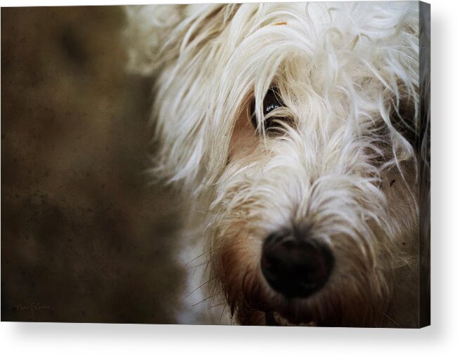 Schnoodle Acrylic Print featuring the photograph Lady by Nancy Coelho