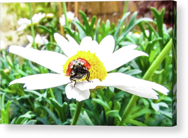 Daisy Flower Acrylic Print featuring the photograph Ladybug and Daisy Flower by Cesar Vieira