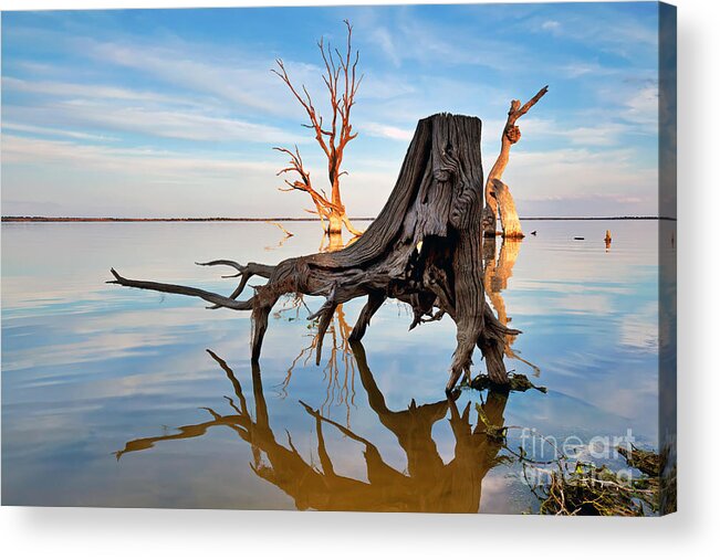 Lake Bonney At Daybreak Riverland South Australia Tree Silhouettes Acrylic Print featuring the photograph Lake Bonney at Daybreak by Bill Robinson