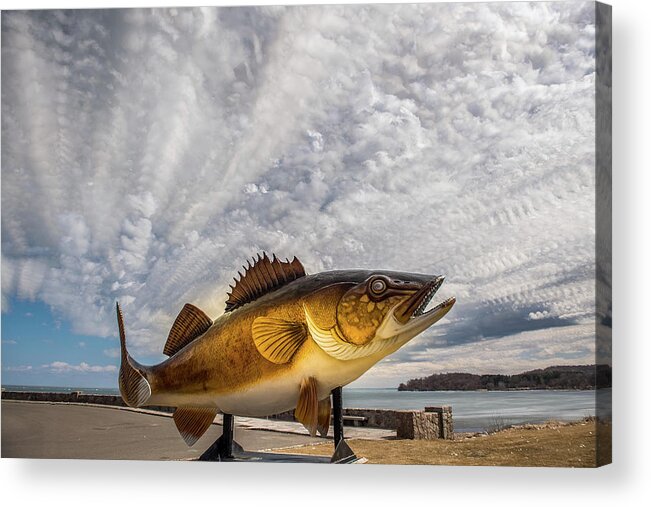 Lake Mille Lacs Acrylic Print featuring the photograph Lake Mille Lacs Walleye by Paul Freidlund