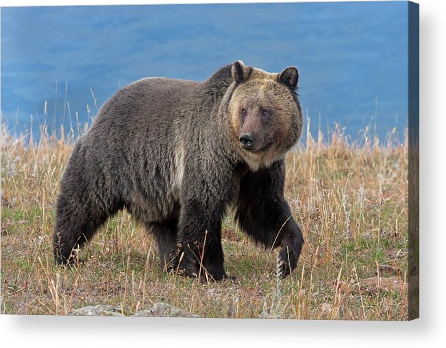 Mark Miller Photos Acrylic Print featuring the photograph Lakeside Grizzly by Mark Miller