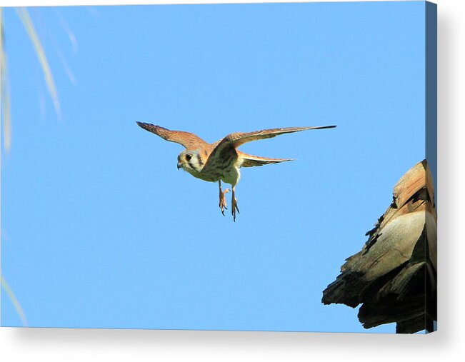 Kestrel Acrylic Print featuring the photograph Landing Gear Down by Shoal Hollingsworth