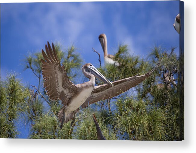 Florida Acrylic Print featuring the photograph Landing by Paul Schultz